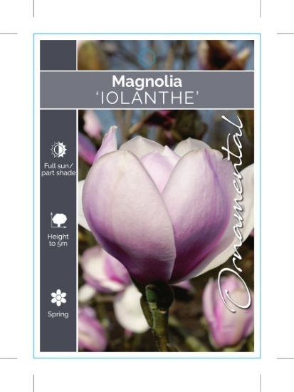 Picture of MAGNOLIA IOLANTHE                                                                                                                                     