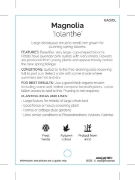 Picture of MAGNOLIA IOLANTHE                                                                                                                                     