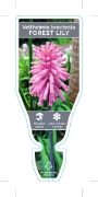 Picture of BULB VELTHEIMIA BRACTEATA FOREST LILY                                                                                                                 
