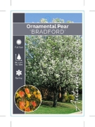Picture of PYRUS CALLERYANA BRADFORD ORNAMENTAL PEAR                                                                                                             
