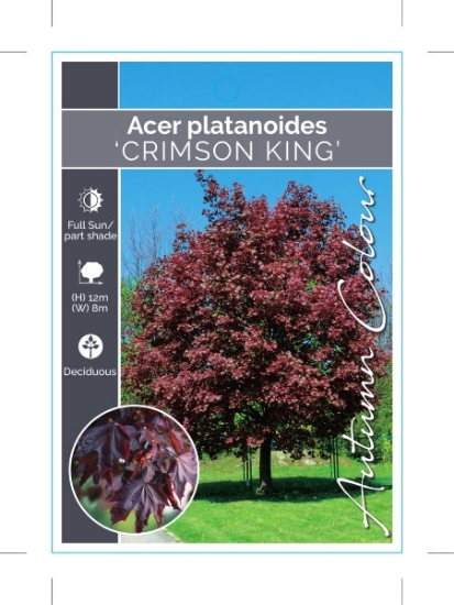 Picture of ACER PLATANOIDES CRIMSON KING                                                                                                                         