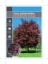 Picture of ACER PLATANOIDES CRIMSON KING                                                                                                                         