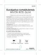 Picture of EUCALYPTUS CAMALDULENSIS RED RIVER GUM                                                                                                                