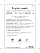 Picture of ACACIA COGNATA BOWER OR RIVER WATTLE                                                                                                                  