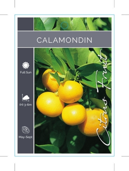 Picture of FRUIT CITRUS CALAMONDIN                                                                                                                               