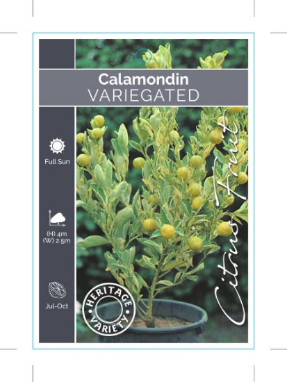 Picture of FRUIT CITRUS CALAMONDIN VARIEGATED                                                                                                                    