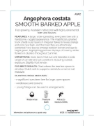 Picture of ANGOPHORA COSTATA SMOOTH BARKED APPLE                                                                                                                 
