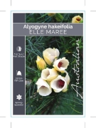 Picture of ALYOGYNE HAKEIFOLIA ELLE MAREE                                                                                                                        