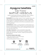 Picture of ALYOGYNE HAKEIFOLIA ELLE MAREE                                                                                                                        