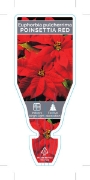Picture of HOUSEPLANT EUPHORBIA PULCHERRIMA POINSETTIA RED                                                                                                       