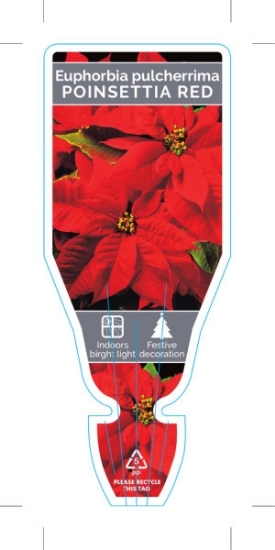Picture of HOUSEPLANT EUPHORBIA PULCHERRIMA POINSETTIA RED                                                                                                       