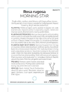 Picture of ROSE MORNING STAR (Rosa rugosa) (OW)                                                                                                                  