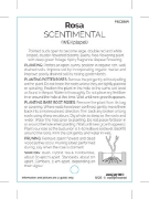 Picture of ROSE SCENTIMENTAL (FL)                                                                                                                                