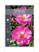 Picture of ROSE ESCAPADE (FL)                                                                                                                                    