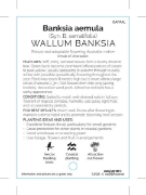 Picture of BANKSIA AEMULA WALLUM BANKSIA                                                                                                                         