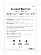 Picture of BANKSIA INTEGRIFOLIA ROLLER COASTER PROSTRATE                                                                                                         