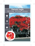 Picture of DELONIX REGIA ROYAL POINCIANA OR FLAMBOYANT TREE                                                                                                      