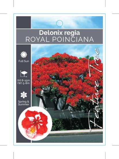 Picture of DELONIX REGIA ROYAL POINCIANA OR FLAMBOYANT TREE                                                                                                      