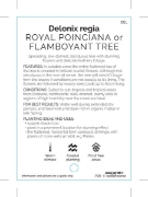 Picture of DELONIX REGIA ROYAL POINCIANA OR FLAMBOYANT TREE                                                                                                      