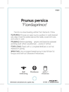 Picture of FRUIT PEACH TROPICAL FLORDAPRINCE                                                                                                                     