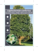 Picture of LOPHOSTEMON CONFERTUS QUEENSLAND BRUSH BOX                                                                                                            