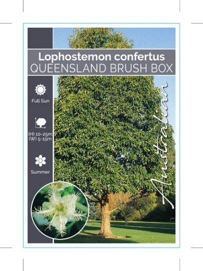 Picture of LOPHOSTEMON CONFERTUS QUEENSLAND BRUSH BOX                                                                                                            
