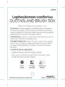 Picture of LOPHOSTEMON CONFERTUS QUEENSLAND BRUSH BOX                                                                                                            