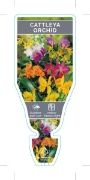 Picture of HOUSEPLANT CATTLEYA ORCHID                                                                                                                            