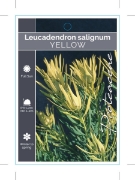 Picture of LEUCADENDRON SALIGNUM YELLOW FORM                                                                                                                     