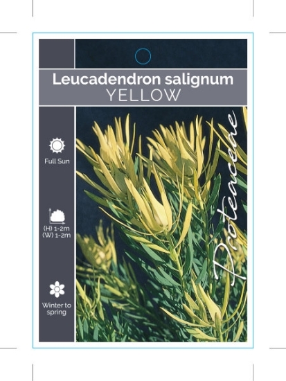 Picture of LEUCADENDRON SALIGNUM YELLOW FORM                                                                                                                     