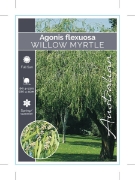 Picture of AGONIS FLEXUOSA WILLOW MYRTLE OR PEPPERMINT TREE                                                                                                      