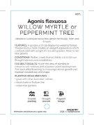Picture of AGONIS FLEXUOSA WILLOW MYRTLE OR PEPPERMINT TREE                                                                                                      