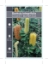 Picture of BANKSIA INTEGRIFOLIA COAST BANKSIA                                                                                                                    