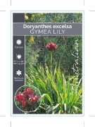 Picture of DORYANTHES EXCELSA GYMEA LILY                                                                                                                         