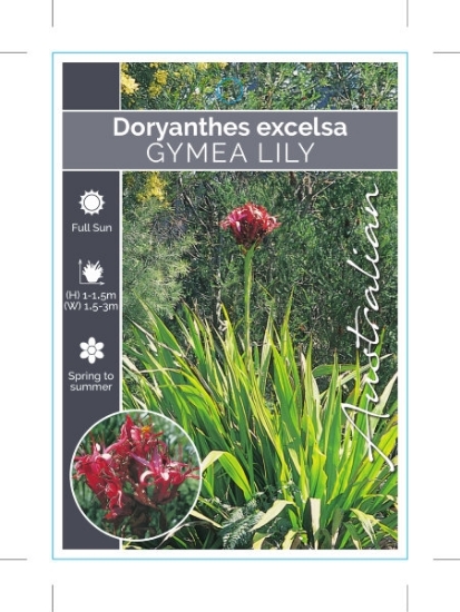 Picture of DORYANTHES EXCELSA GYMEA LILY                                                                                                                         
