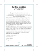 Picture of COFFEA ARABICA COFFEE PLANT                                                                                                                           