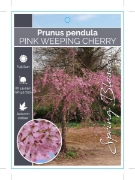 Picture of **PRUNUS PENDULA ROSEA PINK WEEPING CHERRY Jumbo Tag                                                                                                  