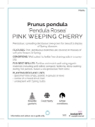 Picture of **PRUNUS PENDULA ROSEA PINK WEEPING CHERRY Jumbo Tag                                                                                                  