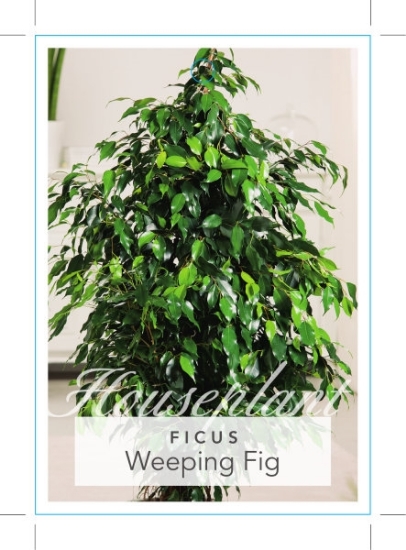 Picture of **HOUSEPLANT FICUS BENJAMINA WEEPING FIG                                                                                                              