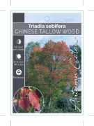 Picture of **TRIADICA SEBIFERA CHINESE TALLOW WOOD                                                                                                               