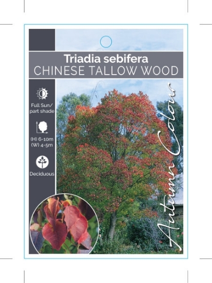 Picture of **TRIADICA SEBIFERA CHINESE TALLOW WOOD                                                                                                               