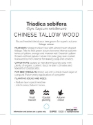 Picture of **TRIADICA SEBIFERA CHINESE TALLOW WOOD                                                                                                               