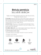 Picture of BETULA PENDULA SILVER BIRCH Jumbo Tag                                                                                                                 