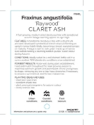 Picture of FRAXINUS RAYWOOD CLARET ASH                                                                                                                           