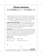 Picture of FRUIT CITRUS PUMMELO/POMELO                                                                                                                           