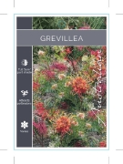 Picture of GREVILLEA (UNNAMED VARIETY)                                                                                                                           