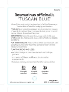 Picture of ROSMARINUS OFFICINALIS TUSCAN BLUE                                                                                                                    