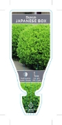 Picture of BUXUS MICROPHYLLA VAR JAPONICA JAPANESE BOX                                                                                                           