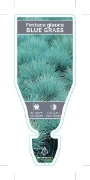 Picture of FESTUCA GLAUCA BLUE GRASS                                                                                                                             