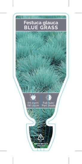 Picture of FESTUCA GLAUCA BLUE GRASS                                                                                                                             